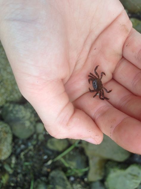 Baby crab😚😚 Baby Crab, Tiny Baby Animals, Wild Animals Attack, Tiny Animals, Cute Small Animals, Aquatic Animals, Crustaceans, Cute Wild Animals