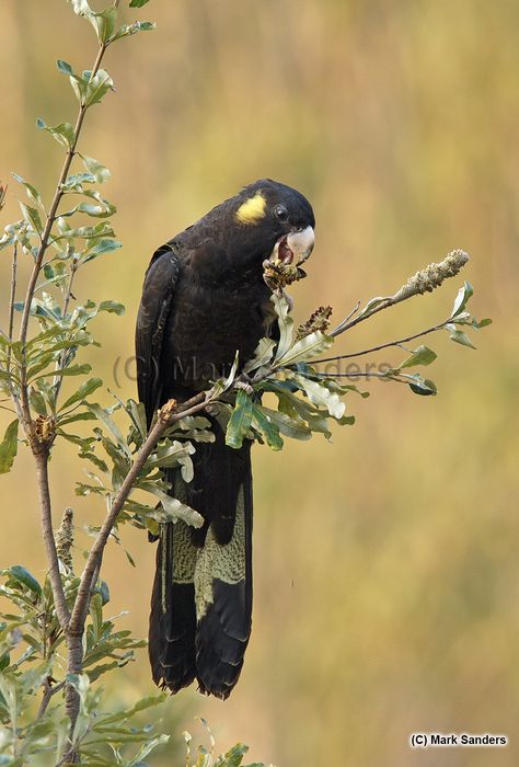 Dana Kinter, Bush Christmas, Bird Magic, Australian Parrots, Birds Parrots, Black Cockatoo, Bird People, Australia Animals, Macaw Parrot