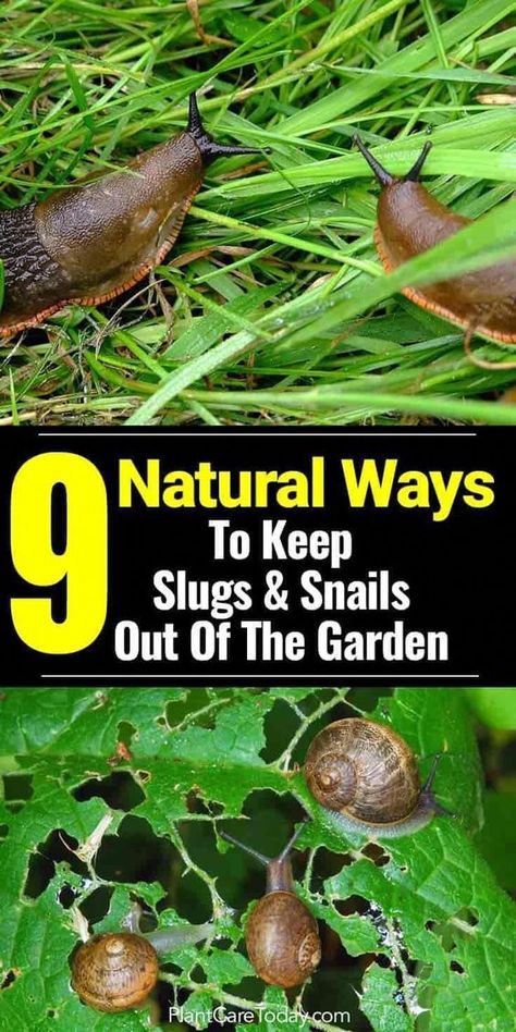 How to get rid of slugs in the garden can be a challenge. When planting a garden, slugs and snails seem to show up. [MORE On Natural Slug Control] #OrganicGarden #”plants&garden” Garden Slugs, Slug Control, Getting Rid Of Slugs, Planting A Garden, Slugs In Garden, Snails In Garden, Garden Remedies, نباتات منزلية, Garden Bugs