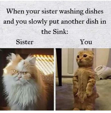 29 Fresh Pics, Memes, and Jokes for Exquisite Minds - Funny Gallery Sister Quotes Funny, Clean Memes, Clean Jokes, Sisters Funny, Latest Funny Jokes, Funny Images Laughter, Funny Joke Quote, Funny Phone Wallpaper, Funny Animal Jokes