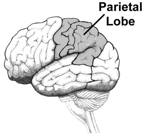 this shows the location of the parietal lobe Frontal Lobe Damage, Lynda Barry, Brain Busters, Occipital Lobe, Mk Ultra, Visual Processing, Chiari Malformation, Frontal Lobe, Brain Structure