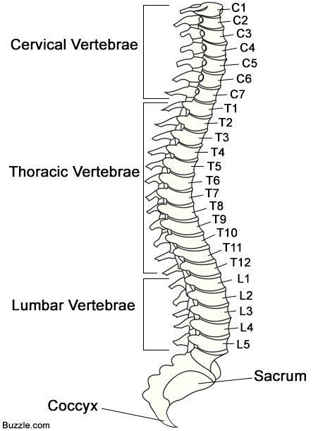 Anatomy of the Spinal Cord And Its Functions - Bodytomy Human Vertebrae, Spinal Cord Anatomy, Muscle Diagram, Thoracic Vertebrae, Human Spine, Body Diagram, Spinal Nerve, Cerebrospinal Fluid, Human Body Anatomy