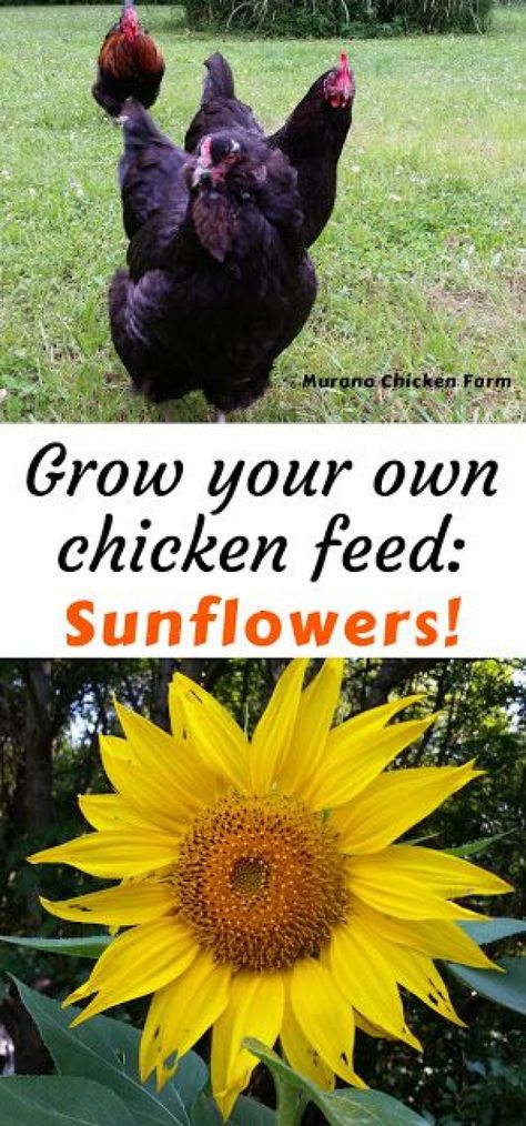 Homestead Meals, What Can Chickens Eat, How To Grow Sunflowers, Harvesting Sunflower Seeds, Grow Sunflowers, Duck Coop, Growing Sunflowers, Black Oil Sunflower Seeds, Feed Store