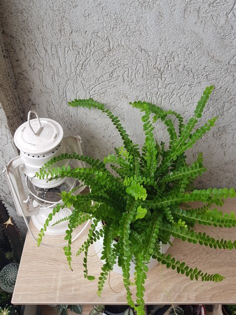 Riparium Plants, Lemon Button Fern, Button Fern, Gardening Ideas, Botany, Fern, Indoor Plants, House Plants, Lemon