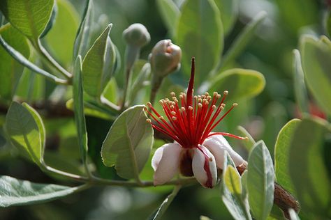 fig blossom Fig Blossom, Acca Sellowiana, Fig Flower, Hair Flowers, Fig Tree, Floral Garden, Bullet Journaling, Sewing Inspiration, Flowers In Hair