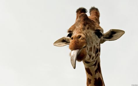 Animal Giraffe  Wallpaper Funny Giraffe Pictures, Giraffe Tongue, Giraffe Facts, Giraffe Images, Giraffe Silhouette, Giraffe Pictures, Funny Giraffe, Giraffe Art, Cute Giraffe