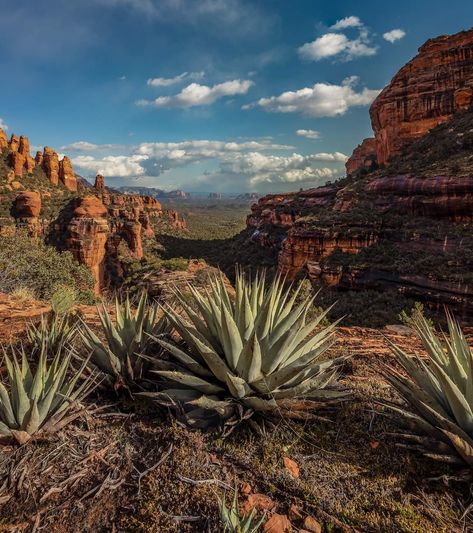 Green Desert Aesthetic, Arizona Vibes, Sage Aesthetic, Arizona Aesthetic, Desert Aesthetic, Desert Sage, Western Life, Desert Vibes, Desert Garden