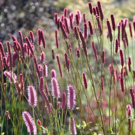 Claire Austin Hardy Plants on Twitter: "Just love Sanguisorba 'Blackthorn'. Stayed upright even during last weeks gales!… " Sanguisorba Blackthorn, Perennial Meadow, Hot Garden, Sanguisorba Officinalis, Planting Palette, Soft Pink Flowers, Naturalistic Garden, Climate Zones, Red Bud