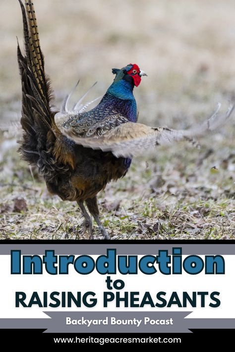 Pheasant Coop Ideas, Raising Pheasants, Pheasant Farm, Pheasant Eggs, Rhode Island Red Chickens, Farmers Life, Farm Livestock, Sustainable Homestead, Farm Diy