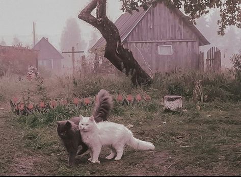 Cat In Field, Two Animals, Lots Of Cats, Cute Cats Photos, Cat Character, Sugar Glider, Cat Aesthetic, Funny Cute Cats, Silly Cats