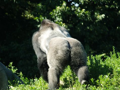 Silver back gorilla Silver Back Gorilla, Animal Poses, Silverback Gorilla, Prehistoric Animals, Amazing Animals, Monkeys, Garden Sculpture, Harry Potter, Elephant