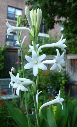 Tuberose Flowers Tube Rose, Rajni Gandha Flower, Garden Watering Schedule, White Flowers Garden, Jasmine Plant, Herb Garden In Kitchen, Small Vegetable Gardens, Line Flower, White Plants