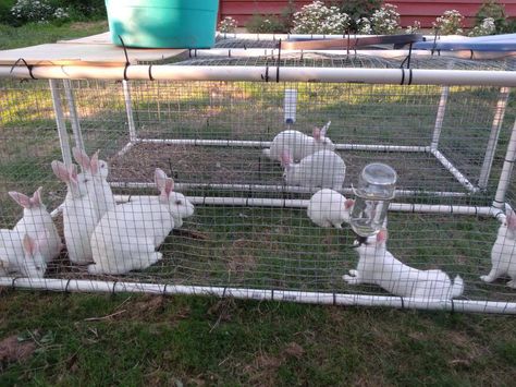 PVC rabbit tractors | When Did This Become a Farm?                                                                                                                                                                                 More Rabbit Cages Outdoor, Small Horse Barns, Rabbit Pen, Rabbit Farm, Giant Rabbit, Meat Rabbits, Pet Bunny Rabbits, Raising Rabbits, Indoor Rabbit