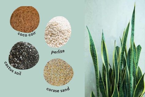 Soil For Snake Plant, Snake Plant Soil, Snake Plant Care, Sansevieria Plant, Acid Loving Plants, Plant Room, Snake Plants, Succulent Soil, Peat Moss