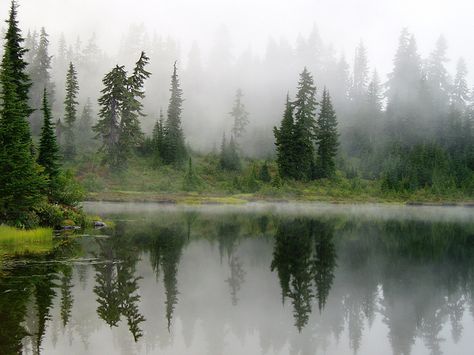 Misty Lake, Lake Washington, Lake Painting, Foggy Forest, Misty Forest, Pretty Landscapes, Forest Painting, Watercolor Landscape Paintings, Lake Forest