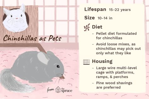 illustration of chinchillas as pets—care sheet Chinchilla Care Tips, Chinchilla Care Guide, Chinchilla Tips, Chinchilla Cage Ideas, Chinchilla Facts, Pet Chinchilla, Chinchilla Care, Animal Tips, Animal Farming