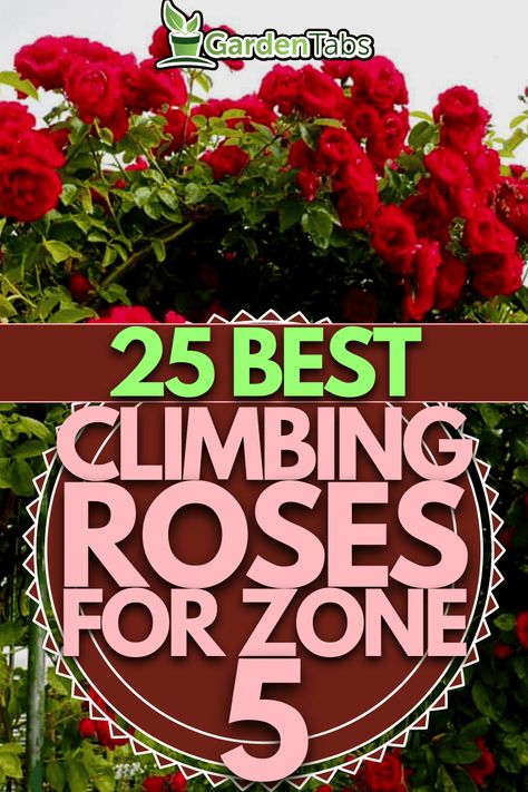 25 Best Climbing Roses for Zone 5 Zone 5 Flower Garden, Best Climbing Roses, Climbing Flowers, Rose Got, Yellow Cups, Sweet Perfume, German Recipes, Zone 5, How To Grow Taller