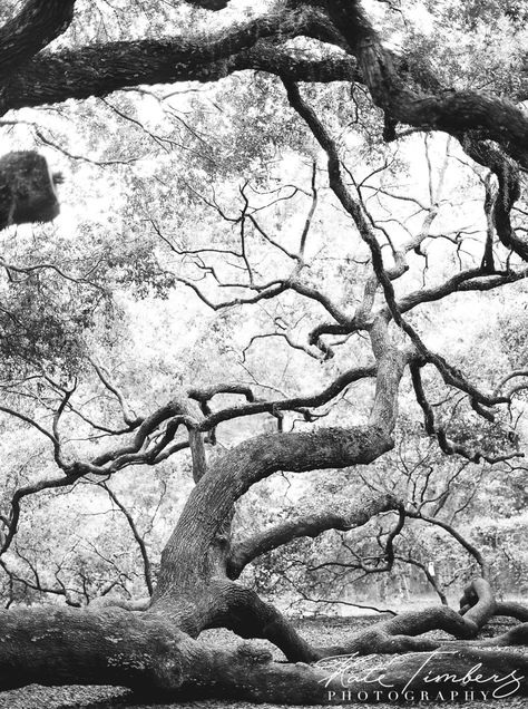 Tree Branches Photography, Branches Photography, Edward Burtynsky, Breakfast Painting, Night Trees, Tree Tattoo Forearm, Charleston Photography, Oak Tree Tattoo, Willow Tree Tattoos