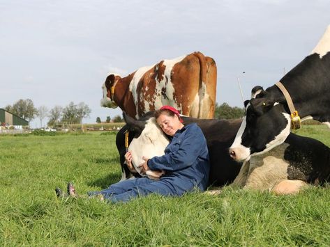 Cow hugging becomes the latest, global wellness trend - Insider Giving Up, Peace Of Mind, Period, Cow, The World