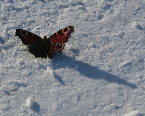 Snow Butterfly, Insects Art, Deadly Nightshade, Barty Crouch Jr, Concept Art Tutorial, Character Sheets, My Favourite Subject, Regulus Black, Mood Wallpaper