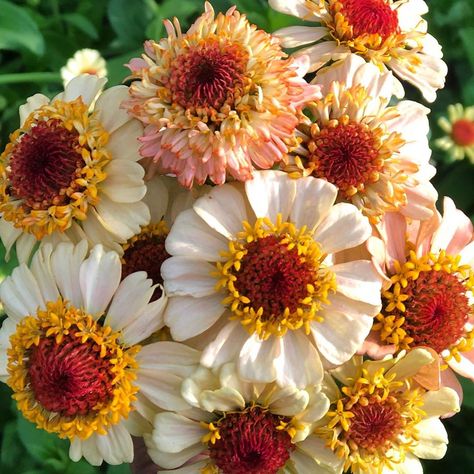 Sarah’s Cut Flowers on Instagram: “First little bunch of Zinderella Peach zinnias! Earliest bloomers for me 🧡💛 I’m so happy to be adding these to bouquets, zinnias are just…” Zinderella Peach Zinnia, Bridal Bouquet Peach, Pine Cone Decorations, Pale Orange, Wedding Event Planning, Pine Cone, Flower Photos, Outdoor Design, Cut Flowers