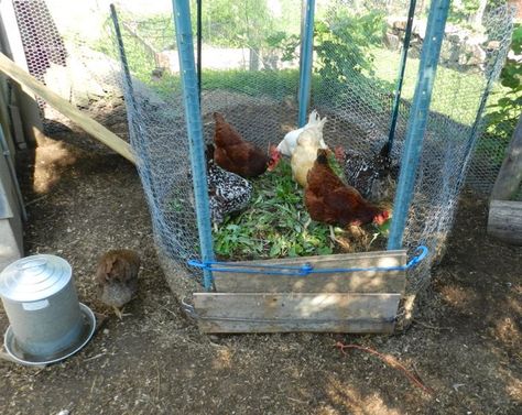 Compost pile in the chicken run. Compost Pile, Portable Chicken Coop, Chicken Pen, Chicken Life, Chicken Run, Chicken Coop Designs, Simple Chicken, Chicken Garden, Crazy Chicken Lady