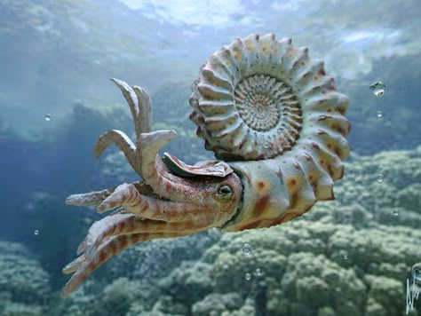 Nautiloid is an extinct Genus of Cephalopod and relative of the Nautilus, Octopus and Squid. Cephalopods originated during the Cambrian Period 570-500 million years ago and Nautiloids originated in the Ordovician Period 490-458 years ago. Scuba Steve, Fauna Marina, Deep Sea Creatures, Beautiful Sea Creatures, Underwater Creatures, Underwater Life, Extinct Animals, Aquatic Animals, Sea Horse