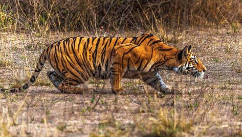 Tiger Crouching, Tiger Stalking, Tiger Prowling, Prowling Tiger, Wild Cat Species, Spotted Deer, Zoo Photos, Cat Species, Cat Reference