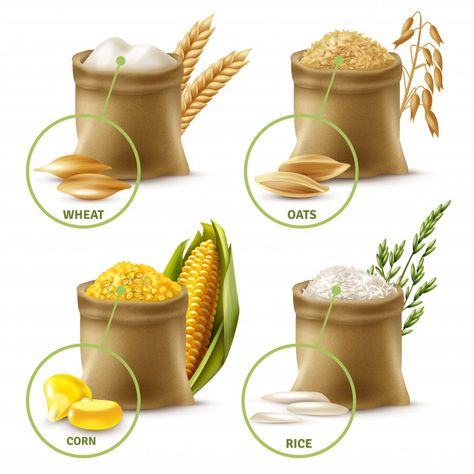 Agricultural cereals set | Free Vector #Freepik #freevector #food #leaf #packaging #bag Popcorn Seeds, Food Clipart, High Fiber Foods, Rice Grain, Grain Foods, Swot Analysis, Fiber Foods, Gluten Free Breakfasts, Free Breakfast