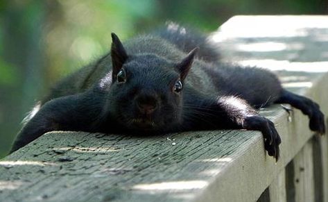 Why Black Squirrels At Kent State Are Such A Big Deal Funny Squirrel Pictures, Black Squirrel, Squirrel Pictures, Animal Tails, Squirrel Funny, Cute Squirrel, Black Animals, Fluffy Animals, Hamsters