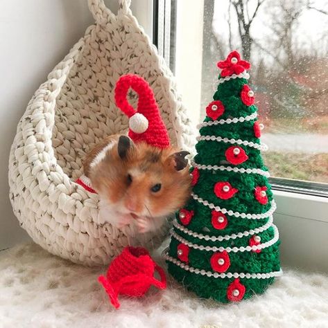 Hamster Care Tips, Hamster Tips, Hamster Clothes, Hamster Christmas, Christmas Hamster, Hamster Pics, Hamster Life, Hamster Habitat, Christmas Pets