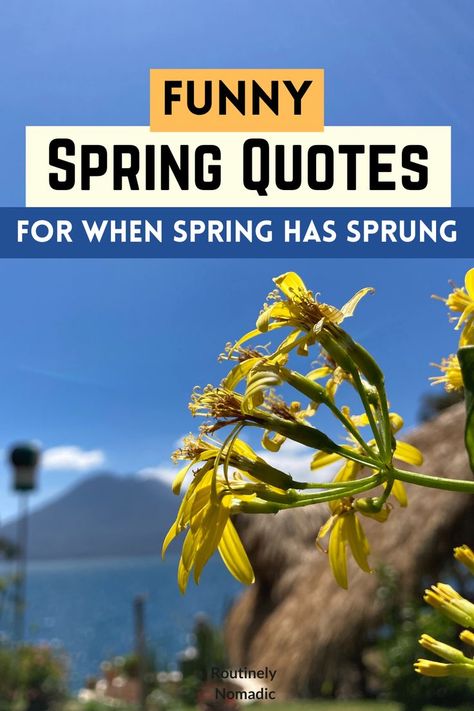 Yellow flower with words funny Spring Quotes for when spring has sprung Spring Funny Pictures, Spring Time Quotes Inspiration, Spring Morning Quotes, Spring Phrases Quotes, April Quotes Spring, Happy Spring Day Funny, Happy Spring Quotes Funny, March Funny Quotes, April Inspirational Quotes