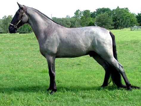 Tennessee Walker. Tennessee Walker Horse, Blue Roan Horse, Gaited Horses, Southern History, Tennessee Walker, Horse Images, Different Horse Breeds, Horse Breeder, Tennessee Walking Horse