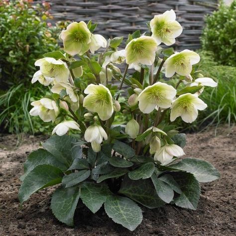 White Flower Farm, Lenten Rose, Winter Bouquet, Evergreen Plants, Woodland Garden, Plant Combinations, Flower Tops, Foliage Plants, Flowers Perennials