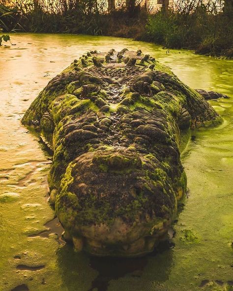 “What do you think the monster crocodile “Tripod” is thinking about? 🐊👀 Photo by @iamsavi #wildlife #earthpix #love #nature #canon @bbcearth…” Interesting Animals, Northern Territory, Crocodiles, Wildlife Nature, Reptiles And Amphibians, African Animals, Diy Stuff, Wildlife Animals, Animal Photo