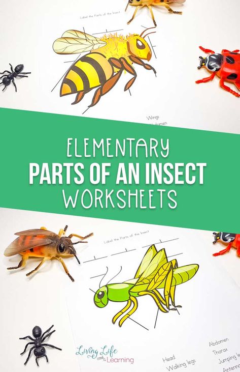 This Parts of an Insect worksheet is the perfect introduction to your study of insects and bugs. Get your kids a butterfly net and this worksheet, & let them learn!  #LivingLifeandLearning #elementaryscience #freeprintable #printableworksheet #biology #backyardscience Insect Worksheet, Parts Of An Insect, Homeschooling Elementary, Ladybug Life Cycle, Elementary Science Activities, Homeschool Science Curriculum, Physics Lessons, Biology Worksheet, Insect Activities