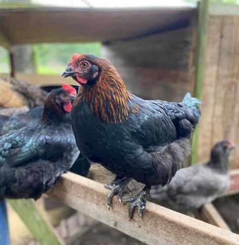 Black Copper Marans - Gorgeous Eggs and Chickens Black Copper Maran Chickens, Copper Marans Chicken, French Black Copper Maran Chicken, Midnight Majesty Maran Chicken, Americauna Chickens, Marans Chicken, City Chickens, Copper Maran, Maran Chickens