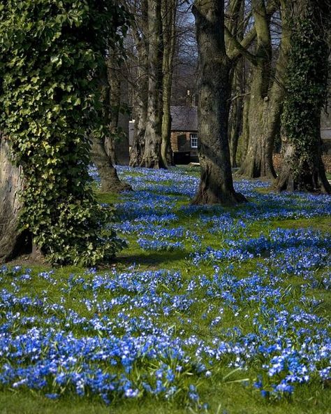 Tourists Flock to this Poison Garden - But a Trip There Could Prove to be Fatal Flower Carpet, Taman Air, Siluete Umane, Alam Yang Indah, Alam Semula Jadi, The Grass, Nature Aesthetic, Pretty Places, Green Aesthetic