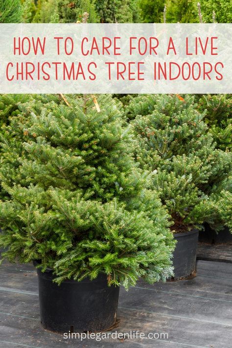 Live Potted Christmas Tree, Live Christmas Trees In A Pot, Potted Christmas Tree Indoor, Christmas Tree In Pot, Living Christmas Tree, Christmas Tree Care, Potted Christmas Tree, Balsam Tree, Christmas Tree Plant