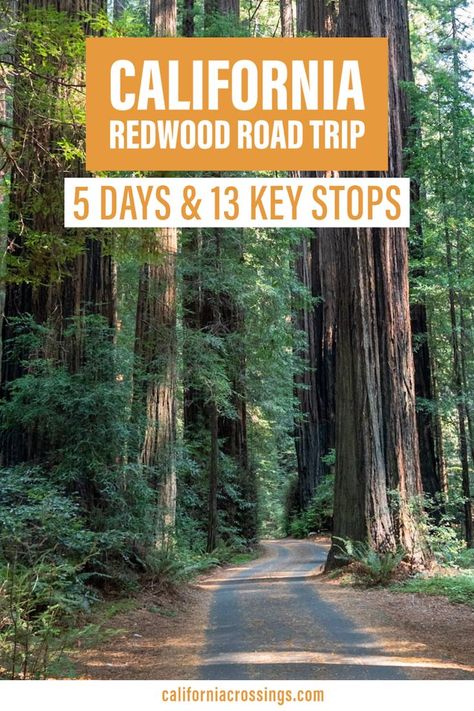 California redwood road trip, 5 days, 13 key stops Redwoods Road Trip, Redwoods National Park, Northern California Road Trip, Northern California Travel, California Places To Visit, Redwoods California, Redwood National And State Parks, Pacific Coast Road Trip, South Dakota Road Trip