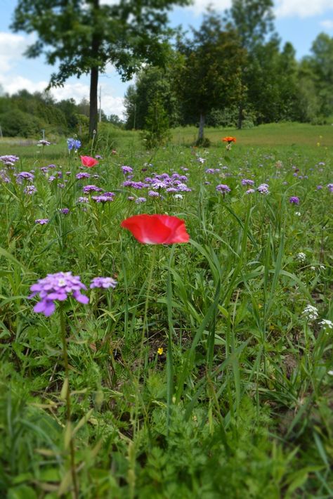 My experiences growing a wildflower meadow Light On Water, Glam Coffee Table, Garden Wildflowers, Flower Palette, Paint Diy Crafts, Clock Flower, Wall Murals Diy, Making Plant Pots, Meadow Garden