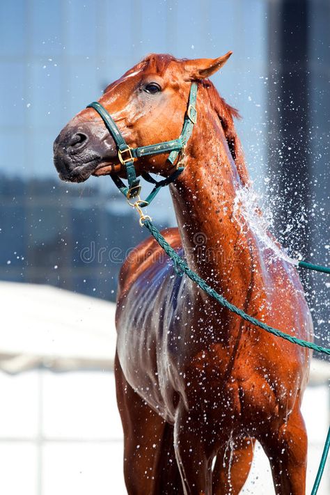 Horse wash. Washing the horse in city #Sponsored , #Sponsored, #Affiliate, #wash, #horse, #Washing, #Horse Wash Rack For Horses, Horse Liberty, Chestnut Horses, Equestrian Barns, Horse Brushes, Horse Water, Horse Washing, Horse Posters, Horse Grooming