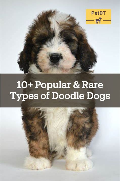 In all of their different forms, “Doodles” are one of the most popular breeds of dog in the world. Thanks to their poodle-mix heritage, they come in a huge variety of shapes, sizes, colors, and temperaments. Below, we’ll take a look at 10+ popular and rare types of doodle dogs you need to know about. Some of these you’ll have heard of before, while others will be brand new discoveries! Doodle Dog Breeds, Poodle Mix Breeds, Poodle Mix Dogs, Doodle Dogs, Dog Mixes, Doodle Dog, Poodle Mix, Types Of Dogs, Mixed Breed Dogs