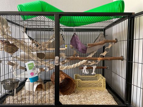 Small Rat Cage, Rat Cage Setup, Rat Cage Diy, Rat Ideas, Pocket Puppies, Pet Rat Cages, Rat Cage Accessories, Rat Care, Small Rat