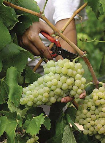 Grapes And Cheese, Grape Vineyard, Wine Knowledge, Wine Vineyards, Grape Harvesting, Wine Education, Growing Grapes, Vitis Vinifera, Green Grapes