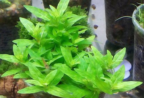 Staurogyne Repens, Aquatic Plant, Growing Greens, Ground Covering, Aquarium Plants, Ground Cover Plants, Green Carpet, Angel Fish, Aquatic Plants