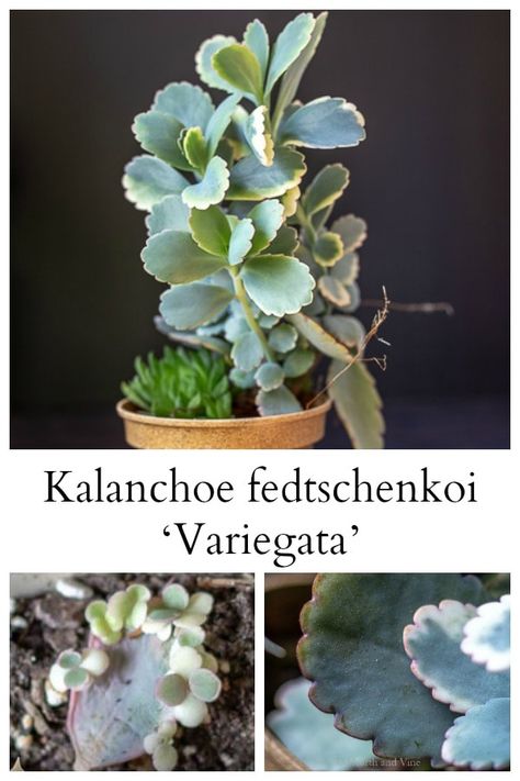 Learn about Kalanchoe fedtschenkoi commonly known as Lavender Scallops, and how to care to for it as a houseplant. #houseplants #succulent #lavenderscallops Kalanchoe Plant, Gardening Basics, Snake Plant Care, Beginner Gardening, Plant Care Houseplant, Starting A Vegetable Garden, Texas Gardening, Types Of Succulents, Pot Plants