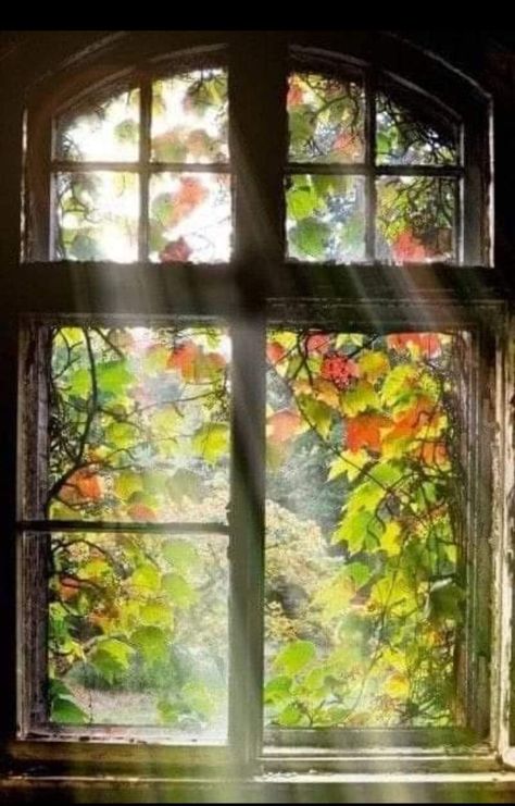 Window Wall Mural, Window Mural, Beautiful Windows, Window View, Window Art, Window Glass, Through The Window, Window Painting, Open Window