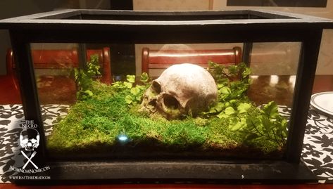 Skull Terrarium, Tree Frog Terrarium, Tarantula Enclosure, Keeping Plants Alive, Snake Terrarium, Frog Tank, Gecko Terrarium, Diy Skulls, Pet Spider