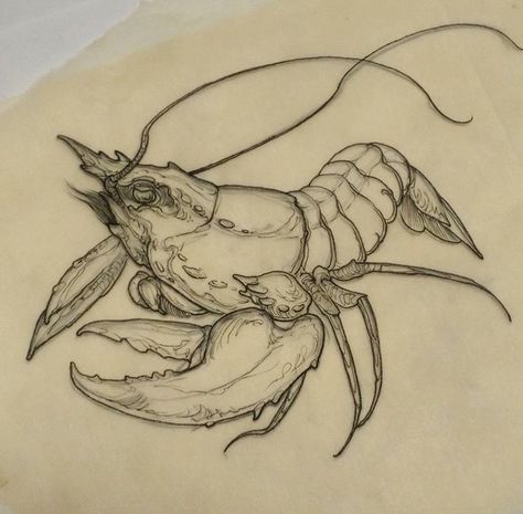 Lobster illustration Lobster Tattoo Design, Lobster Drawing Illustration, Crayfish Tattoo, Lobster Sketch, Lobster Animal, Sea Animal Art, Lobster Drawing, Lobster Tattoo, Lobster Illustration